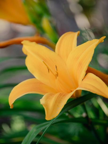 istock Yellow Flower Blossoms in Spring 1450278128