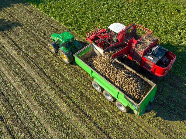 tracteurs récoltant des plants de betteraves sucrières dans un champ vu d’en haut - beet sugar tractor field photos et images de collection