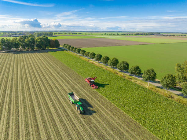 tracteurs récoltant des plants de betteraves sucrières dans un champ vu d’en haut - beet sugar tractor field photos et images de collection