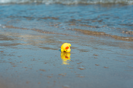 Photograph of a yellow rubber duck on the beach. The duck has come floating from the sea and is stranded on the shore on top of the sand beaten by the waves. Rubber ducky