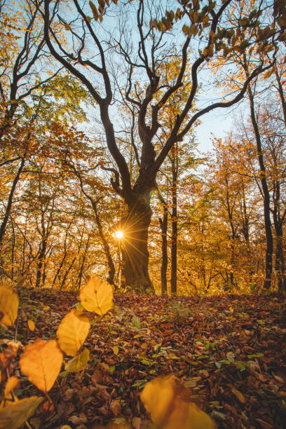 istock Red and orange warm sun illuminates the orange-red forest and one lonely bare tree trunk. Mojtin, Strazov mountains, Slovakia, Eastern Europe 1450279640