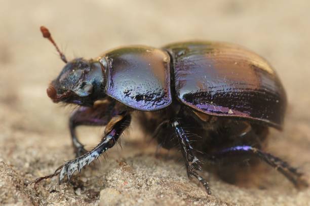 istock Closeup on a robust looking Dor or earth-boring dung beetle, Geotrupes stercorosus 1450279987