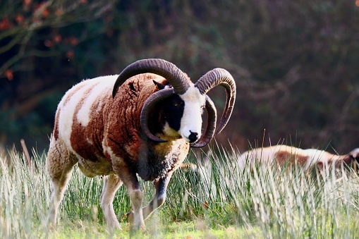 The photo shows a multihorn sheep