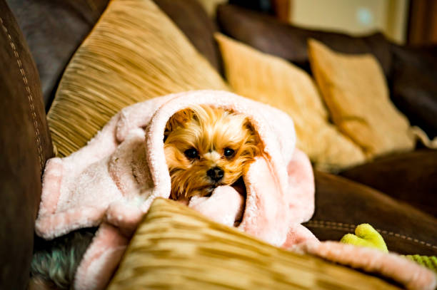 istock Piper the Yorkie 1450280562