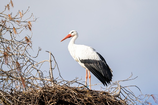 Two  storks in the nest,Algarve,Portugal