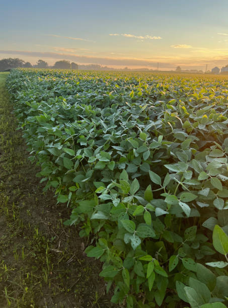 istock Soybean Field at Dawn 1450281372