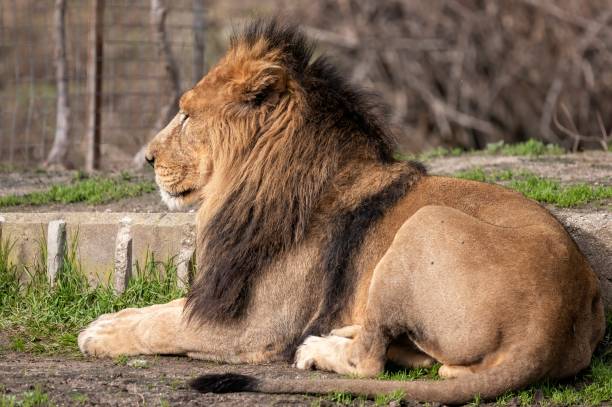istock Asiatic lion in captivity lying in its enclosure sunbathing 1450281410