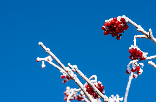 Frozen rowan tree berries