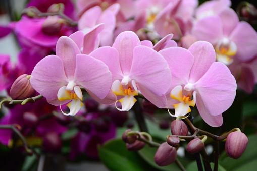 Horticulture: large group of blooming Phalaenopsis flower heads in two-tone color.