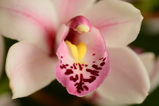 external structure of a orchid: Macro picture of a blooming Phalaenopsis flower head with visible the pollinium and flower stigma.
