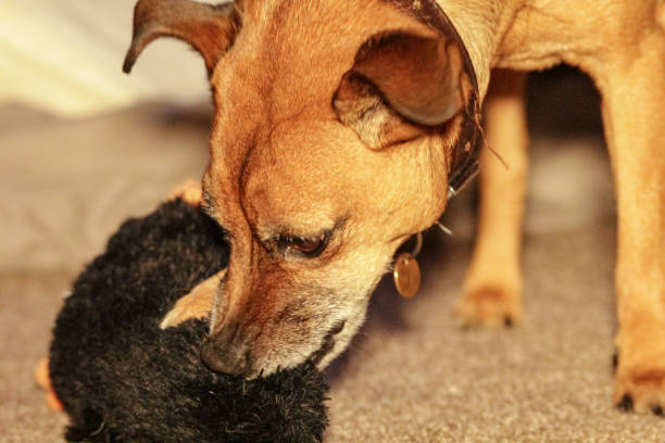 istock Jack Russell playing with his toy 1450282614