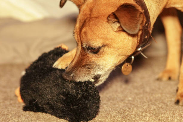 istock Jack Russell playing with his toy 1450282633