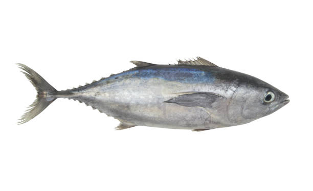 istock Fresh tuna isolated on white 1450282826