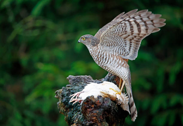 istock Female sparrowhawk on its kill at a woodland site 1450283016