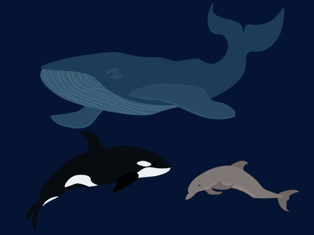 istock Set of marine mammals: blue whale, killer whale and dolphin 1450283129