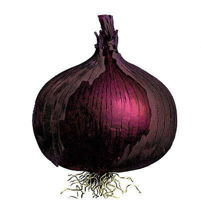Vegetables plants antique engraving color illustration: Rocca Red Onion
