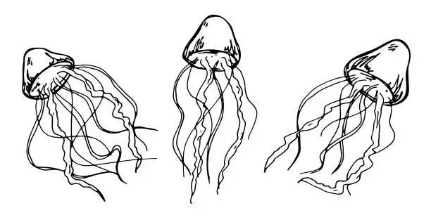 Vector illustration of Hand drawn jellyfish clipart set