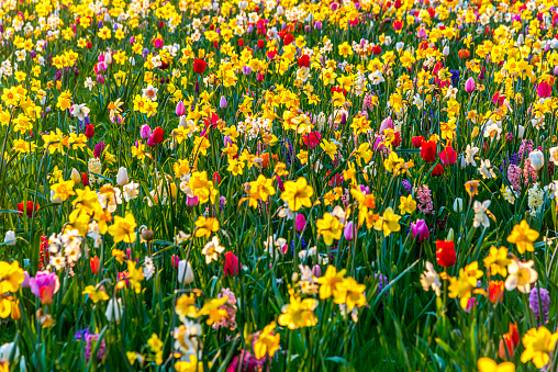 Close-up of a Meadow with multi-colored tulips, daffodils, hyacinths, and grape hyacinths in The Netherlands. Spring time. Static shot.