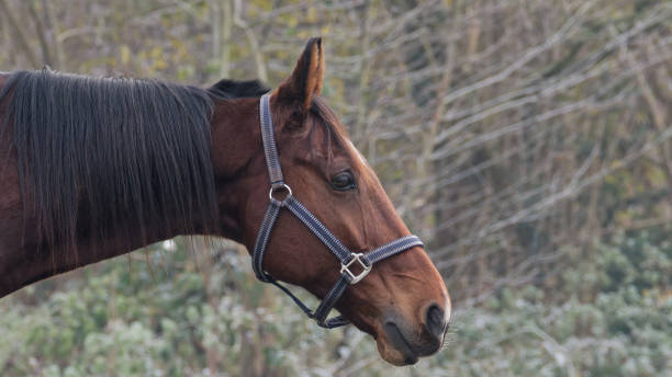Close-up photo of a horse. Countryside outside the city. Netherlands. Close-up photo of a horse. bridle stock pictures, royalty-free photos & images