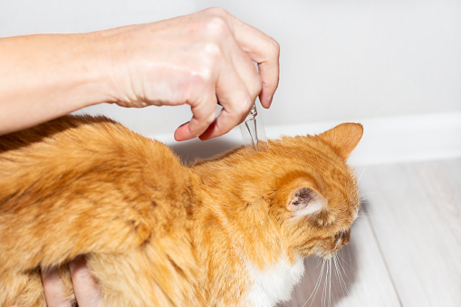The owner of the pet applies antiparasitic drops on the cat's withers. Treatment and prevention of fleas and ticks in animals.