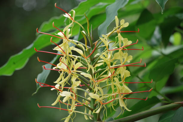 istock Butterfly ginger | Zieringwer | Kahili ginger 1450285332