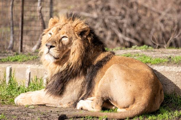 istock Asiatic lion in captivity lying in its enclosure sunbathing 1450285410