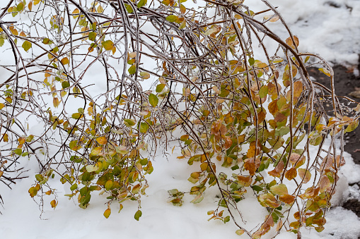 Branches of spiraea bush with autumn leaves covered with ice glaze after freezing rain tilted over the snow cover in overcast weather, selective focus