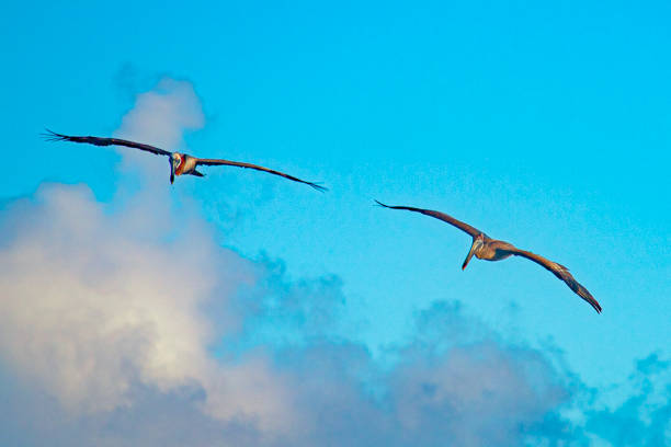 istock Pelican and atlantic ocean waves in caribbean Guadalupe 1450287175
