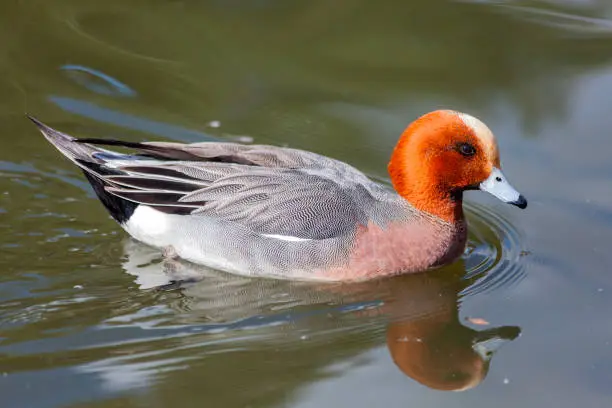 Eurasian wigeon (Mareca penelope) male bird which is a common dabbling duck which can be found swimming in a wetlands environment, stock photo image