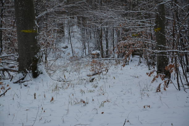 istock Winter landscape, forests, trees and snow 1450290186