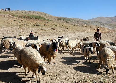 Chaghcharan, Ghor Province / Afghanistan: Two shepherds tend their flock near Chaghcharan in a remote part of Central Afghanistan. The sheep are being herded along a dusty road.