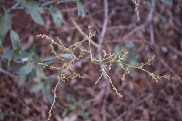 istock Selective focus shot of branches in a forest 1450290421