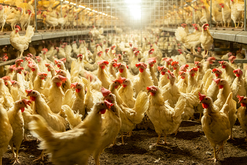 Interior of chicken farm with many white chickens