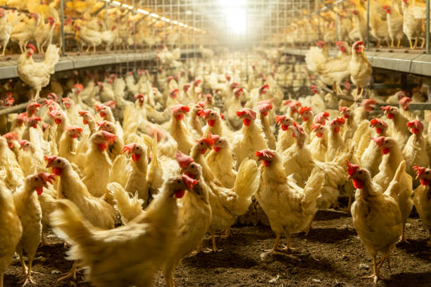 Chicken farm. stock photo