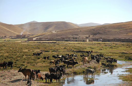 A small town between Chaghcharan and the Minaret of Jam, Ghor Province in Afghanistan. Cows and sheep graze in a field by a river in a village in a remote part of Central Afghanistan near Chaghcharan.