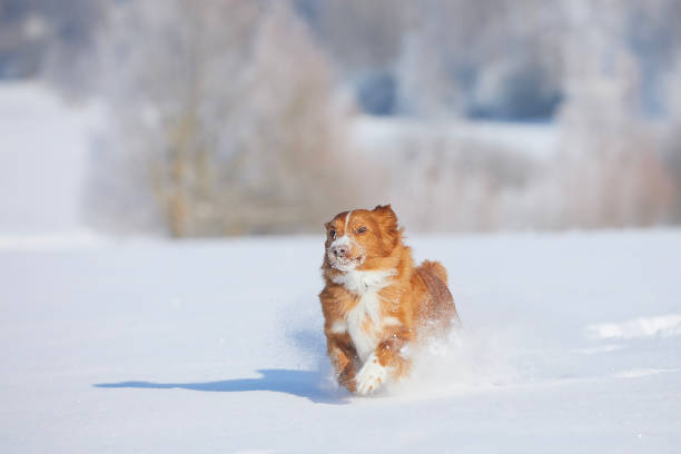 istock Happy dog fast running in deep snow 1450292720