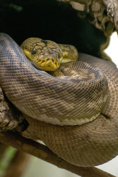 istock Vertical shot of a dangerous Timor python (Python timoriensis) resting on a tree in a zoo cage 1450293550