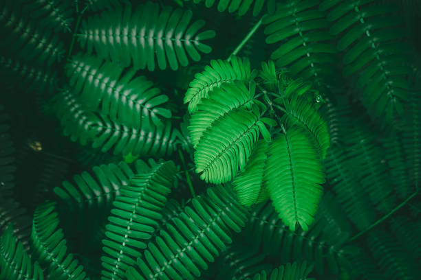 istock Green leaves Acacia pennata, Climbing wattle tree 1450294041