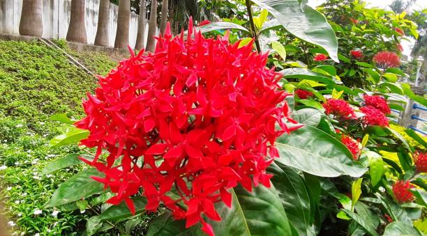 istock Ixora Coccinea Flowers on Green Leaves Background 1450294819