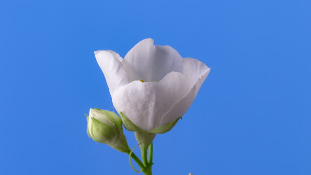White Jasmine flower blooming in a 4k time lapse video on a blue background. Time lapse of Jasminum opening flower.