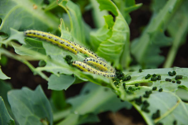 istock caterpillars have planted cabbage leaves in the garden 1450299112