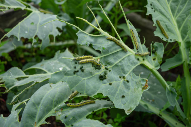 istock caterpillars have planted cabbage leaves in the garden 1450299113
