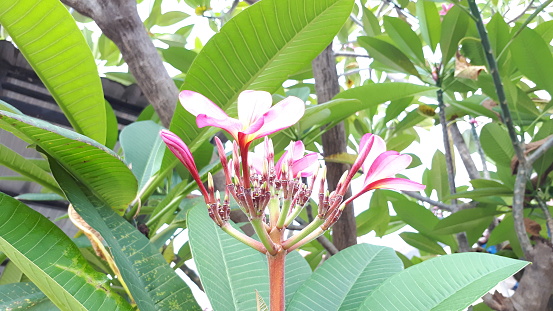 Plumeria rubra (kamboja) is a species of deciduous plant that belongs to the genus Plumeria. Originally from Mexico, Central America, Colombia and Venezuela,