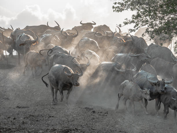 istock herd of buffalo 1450300175