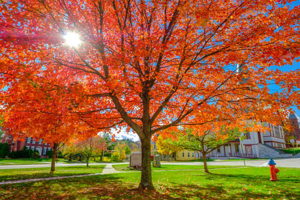 istock Autumn trees in the park 1450300366