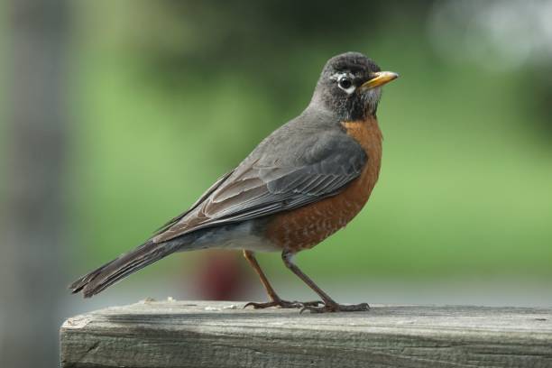 istock American Robin bird against a blurry background. 1450302032