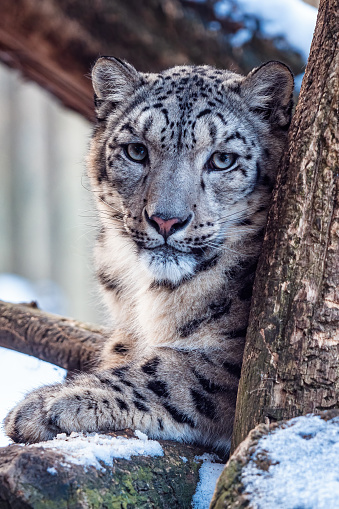 Close up of a beautiful snow leopard (Uncia uncia) with selective focus. 