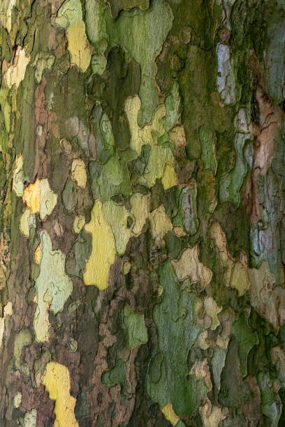 Bark of plane tree (Platanus acerifolia). Surface of sycamore. Bark tree texture background Bark of plane tree (Platanus acerifolia). Surface of sycamore. Bark tree texture background woodland camo stock pictures, royalty-free photos & images