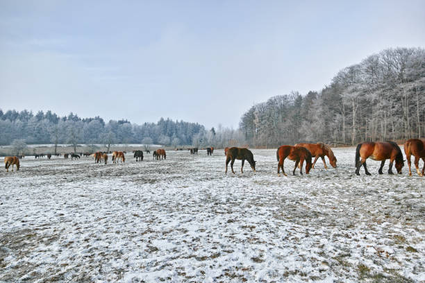 istock horses on a frozen field 1450303462