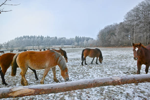 istock mares and foals on frozen field 1450303501